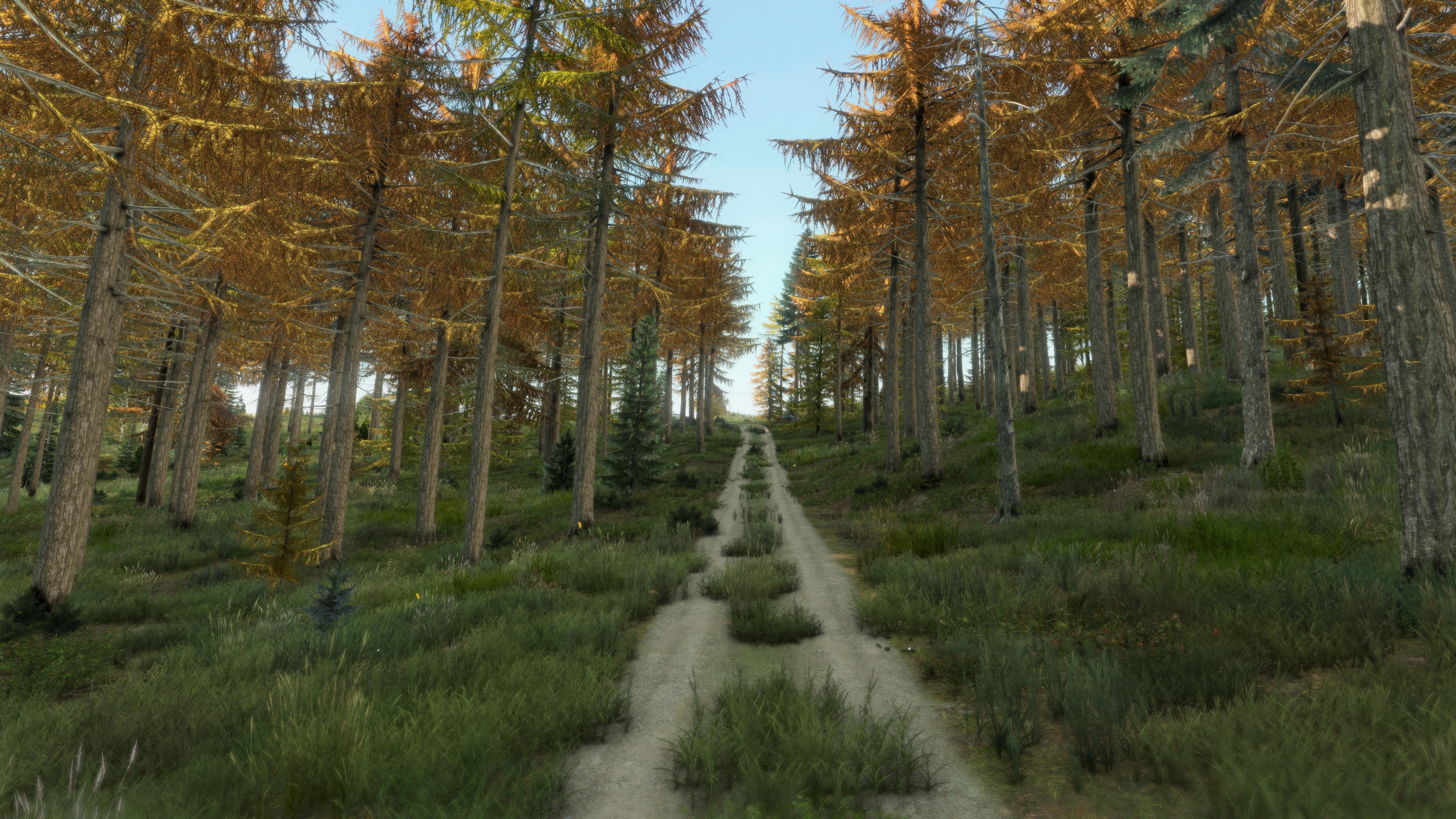Sunlit forest trail between autumn conifers